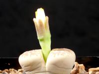 Thumbnail of 1900_Lithops dorotheae_20150914_02(1).JPG